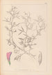 Herbier de la flore française Pl0460 - Louis Antoine Cusin — widok dzieła