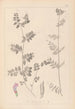 Herbier de la flore française Pl0461 - Louis Antoine Cusin — widok dzieła