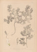 Herbier de la flore française Pl0463 - Louis Antoine Cusin — widok dzieła