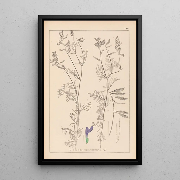 Louis Antoine Cusin - Herbier de la flore franaise Pl0464.webp