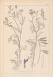 Herbier de la flore française Pl0464 - Louis Antoine Cusin — widok dzieła