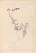 Herbier de la flore française Pl0465 - Louis Antoine Cusin — widok dzieła