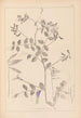 Herbier de la flore française Pl0467 - Louis Antoine Cusin — widok dzieła