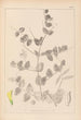 Herbier de la flore française Pl0468 - Louis Antoine Cusin — widok dzieła