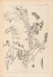 Herbier de la flore française Pl0469 - Louis Antoine Cusin — widok dzieła