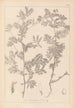 Herbier de la flore française Pl0470 - Louis Antoine Cusin — widok dzieła