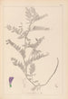Herbier de la flore française Pl0471 - Louis Antoine Cusin — widok dzieła