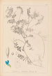 Herbier de la flore française Pl0472 - Louis Antoine Cusin — widok dzieła