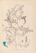 Herbier de la flore française Pl0473 - Louis Antoine Cusin — widok dzieła
