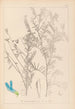 Herbier de la flore française Pl0474 - Louis Antoine Cusin — widok dzieła