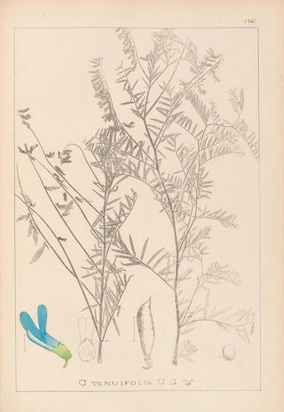 Louis Antoine Cusin - Herbier de la flore franaise Pl0474.webp