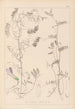 Herbier de la flore française Pl0475 - Louis Antoine Cusin — widok dzieła