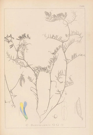 Louis Antoine Cusin - Herbier de la flore franaise Pl0477.webp