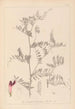 Herbier de la flore française Pl0478 - Louis Antoine Cusin — widok dzieła