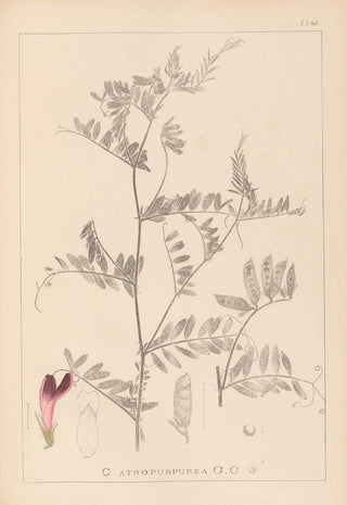 Louis Antoine Cusin - Herbier de la flore franaise Pl0478.webp