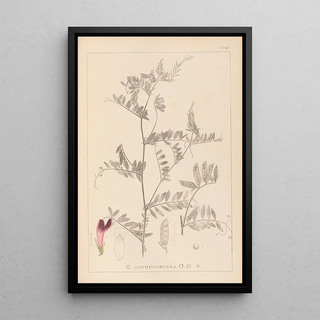 Louis Antoine Cusin - Herbier de la flore franaise Pl0478.webp