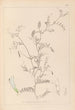 Herbier de la flore française Pl0479 - Louis Antoine Cusin — widok dzieła