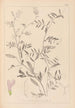 Herbier de la flore française Pl0480 - Louis Antoine Cusin — widok dzieła