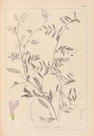 Louis Antoine Cusin - Herbier de la flore franaise Pl0480.webp