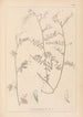 Herbier de la flore française Pl0481 - Louis Antoine Cusin — widok dzieła