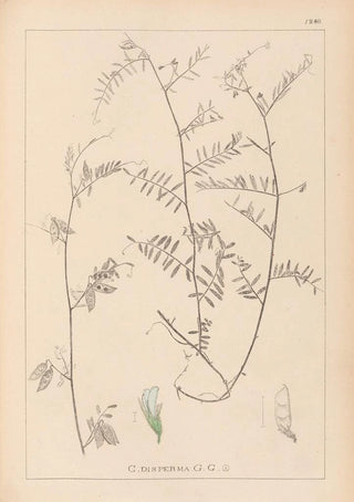 Louis Antoine Cusin - Herbier de la flore franaise Pl0481.webp