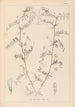 Herbier de la flore française Pl0482 - Louis Antoine Cusin — widok dzieła