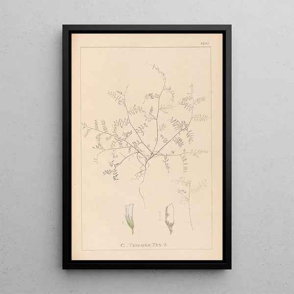 Louis Antoine Cusin - Herbier de la flore franaise Pl0483.webp