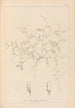 Herbier de la flore française Pl0483 - Louis Antoine Cusin — widok dzieła