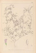 Herbier de la flore française Pl0484 - Louis Antoine Cusin — widok dzieła