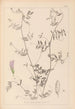 Herbier de la flore française Pl0485 - Louis Antoine Cusin — widok dzieła