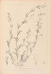 Herbier de la flore française Pl0486 - Louis Antoine Cusin — widok dzieła