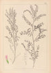 Herbier de la flore française Pl0487 - Louis Antoine Cusin — widok dzieła