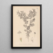 Herbier de la flore française Pl0488 - Louis Antoine Cusin — oprawiony obraz na ścianie
