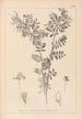 Herbier de la flore française Pl0488 - Louis Antoine Cusin — widok dzieła