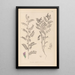 Herbier de la flore française Pl0490 - Louis Antoine Cusin — oprawiony obraz na ścianie