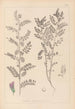 Herbier de la flore française Pl0490 - Louis Antoine Cusin — widok dzieła