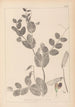Herbier de la flore française Pl0491 - Louis Antoine Cusin — widok dzieła