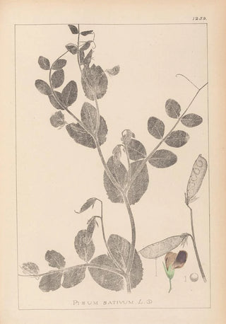 Louis Antoine Cusin - Herbier de la flore franaise Pl0491.webp