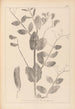 Herbier de la flore française Pl0492 - Louis Antoine Cusin — widok dzieła