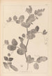 Herbier de la flore française Pl0493 - Louis Antoine Cusin — widok dzieła