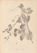 Herbier de la flore française Pl0494 - Louis Antoine Cusin — widok dzieła