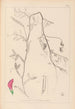 Herbier de la flore française Pl0495 - Louis Antoine Cusin — widok dzieła