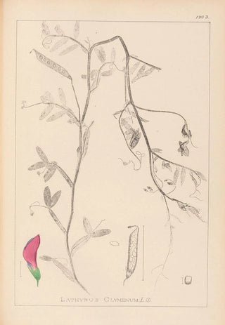 Louis Antoine Cusin - Herbier de la flore franaise Pl0495.webp