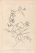 Herbier de la flore française Pl0496 - Louis Antoine Cusin — widok dzieła