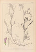 Herbier de la flore française Pl0497 - Louis Antoine Cusin — widok dzieła