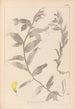 Herbier de la flore française Pl0498 - Louis Antoine Cusin — widok dzieła