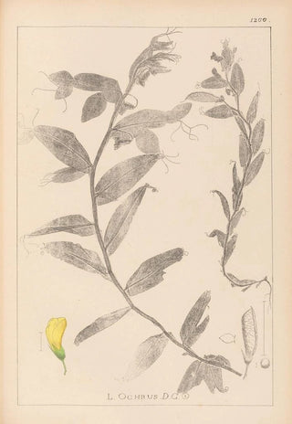 Louis Antoine Cusin - Herbier de la flore franaise Pl0498.webp