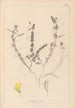 Herbier de la flore française Pl0499 - Louis Antoine Cusin — widok dzieła