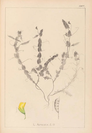 Louis Antoine Cusin - Herbier de la flore franaise Pl0499.webp