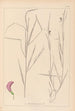 Herbier de la flore française Pl0500 - Louis Antoine Cusin — widok dzieła